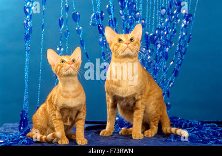 Oriental. La mère et le chaton assis en face d'un cordon bleu rideau. Studio photo. L'Allemagne. Banque D'Images