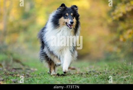 Rough Collie. Des profils d'exécution dans une forêt en automne les couleurs. Allemagne Banque D'Images
