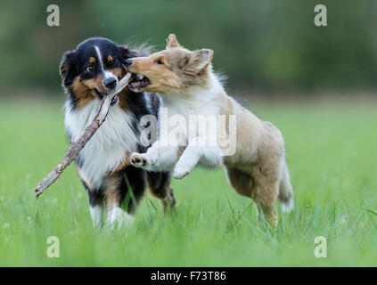 Berger Australien adultes et Rough Collie chiot jouer avec un bâton. Allemagne Banque D'Images