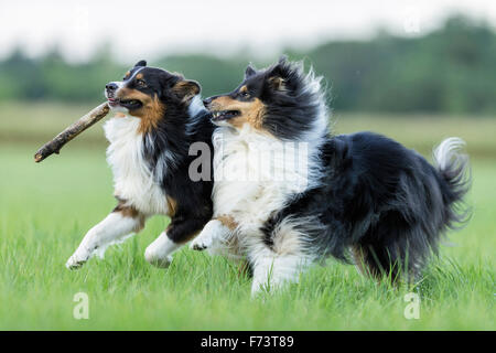 Berger Australien et Rough Collie. Deux adultes jouant avec un bâton. Allemagne Banque D'Images