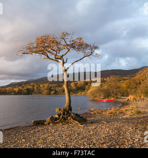 Lone Oak tree et red canoe en automne - Milarrochy Bay, Loch Lomond, Ecosse Banque D'Images