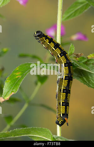 Striped hawk-moth, Caterpillar, Linienschwärmer Linien-Schwärmer, Raupe Hyles livornica,,, Celerio lineata, Le Sphinx livournien Banque D'Images