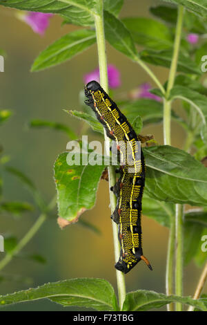 Striped hawk-moth, Caterpillar, Linienschwärmer Linien-Schwärmer, Raupe Hyles livornica,,, Celerio lineata, Le Sphinx livournien Banque D'Images