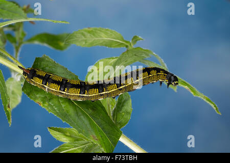 Striped hawk-moth, Caterpillar, Linienschwärmer Linien-Schwärmer, Raupe Hyles livornica,,, Celerio lineata, Le Sphinx livournien Banque D'Images