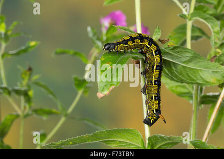 Striped hawk-moth, Caterpillar, Linienschwärmer Linien-Schwärmer, Raupe Hyles livornica,,, Celerio lineata, Le Sphinx livournien Banque D'Images