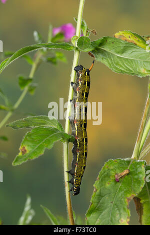 Striped hawk-moth, Caterpillar, Linienschwärmer Linien-Schwärmer, Raupe Hyles livornica,,, Celerio lineata, Le Sphinx livournien Banque D'Images