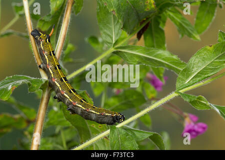 Striped hawk-moth, Caterpillar, Linienschwärmer Linien-Schwärmer, Raupe Hyles livornica,,, Celerio lineata, Le Sphinx livournien Banque D'Images