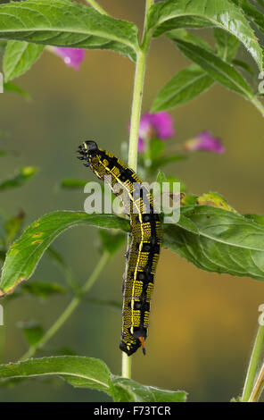 Striped hawk-moth, Caterpillar, Linienschwärmer Linien-Schwärmer, Raupe Hyles livornica,,, Celerio lineata, Le Sphinx livournien Banque D'Images