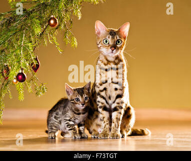 Chat Bengal. Mère avec chaton sous un arbre de Noël. Allemagne Banque D'Images