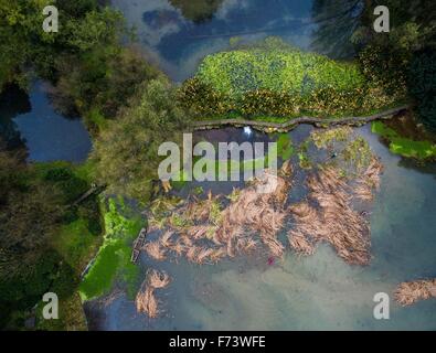 Hangzhou, Chine, Province de Zhejiang. 25Th Nov, 2015. Nettoyer les travailleurs flétries dans l'Ouest Reed Lake à Hangzhou, capitale de la Chine de l'est la province du Zhejiang, le 25 novembre 2015. © Xu Yu/Xinhua/Alamy Live News Banque D'Images