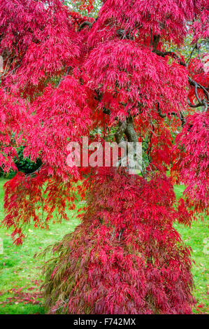 Acer palmatum var. dissectum en automne couleur Banque D'Images