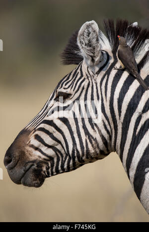 Portrait d'un zèbre avec un fond en beautiufl NP Moremi, Botswana Banque D'Images