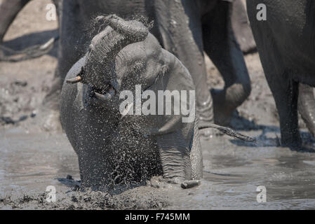 Enduit de boue éléphants (Loxodonta africana) boire une baignade dans Savuti, Chobe National Park, Botswana Banque D'Images