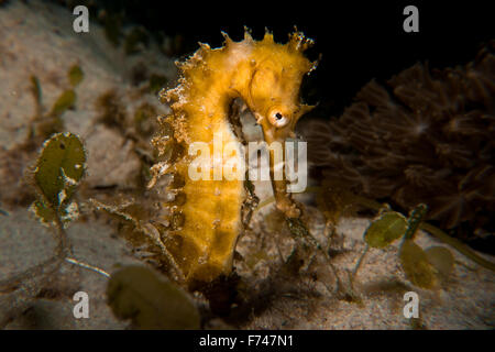 Une question épineuse - Hippocampe Hippocampus histrix. Prises dans le Parc National de Komodo, en Indonésie. Banque D'Images