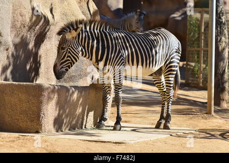 La faune à San Diego Zoo Banque D'Images