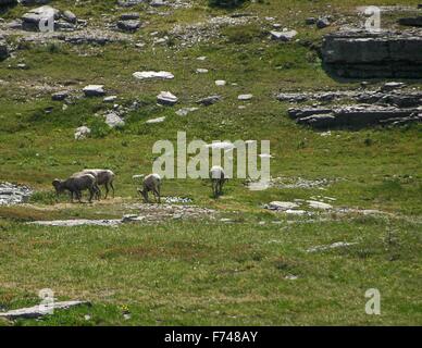 Le mouflon des montagnes le pâturage dans le Glacier National Park, Montana, USA. Banque D'Images