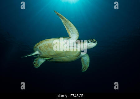 - Une Tortue verte Chelonia mydas passe sous le soleil. prises dans le Parc National de Komodo, en Indonésie. Banque D'Images