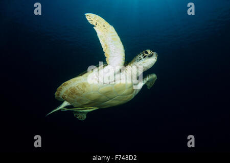 - Une Tortue verte Chelonia mydas passe sous le soleil. prises dans le Parc National de Komodo, en Indonésie. Banque D'Images