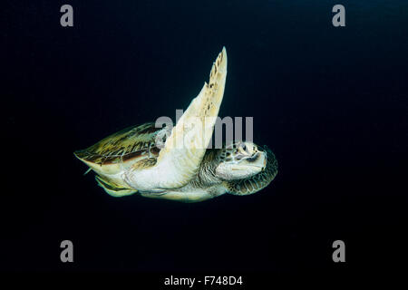 - Une Tortue verte Chelonia mydas passe devant l'objectif de l'appareil. prises dans le Parc National de Komodo, en Indonésie. Banque D'Images