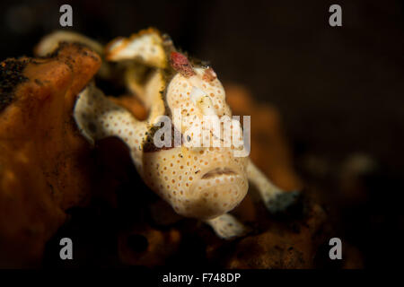 Un poisson grenouille peint juvénile - Antenarius Pictus - assis son éponge. prises à Bali, Indonésie. Banque D'Images