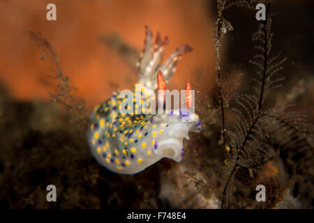 Un Hypselodoris infucata nudibranche. Un nudi prises à Bali, Indonésie. Banque D'Images