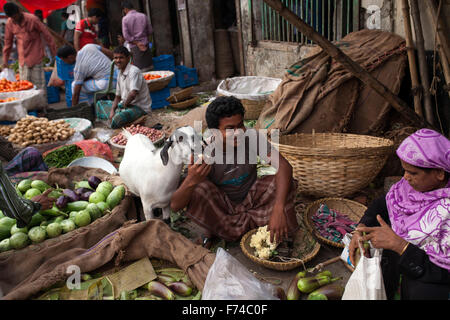 DHAKA, BANGLADESH 17 novembre : une chèvre eatingvegetable à partir d'un vendeur de légumes dans la région de Old Dhaka le 17 novembre 2015. Old Dhaka est un terme utilisé pour faire référence à la vieille ville de Dhaka, la capitale du Bangladesh moderne. Elle a été fondée en 1608 comme Jahangir Nagar, la capitale du Bengale de Mughal. Banque D'Images