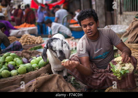 DHAKA, BANGLADESH 17 novembre : une chèvre eatingvegetable à partir d'un vendeur de légumes dans la région de Old Dhaka le 17 novembre 2015. Old Dhaka est un terme utilisé pour faire référence à la vieille ville de Dhaka, la capitale du Bangladesh moderne. Elle a été fondée en 1608 comme Jahangir Nagar, la capitale du Bengale de Mughal. Banque D'Images