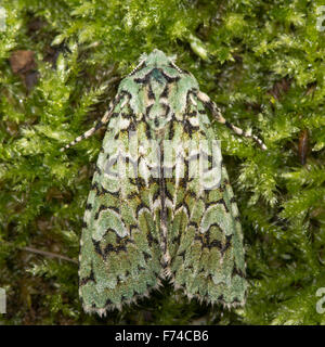 La Merveille du jour sur mousse (Griposia aprilina) Banque D'Images