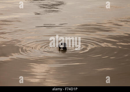 Une loutre la moitié de la surface du corps hors de l'eau se nourrissant de poissons dans une rivière la rivière Singapour. Banque D'Images