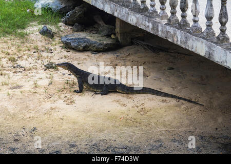 Comodo dragon sur le sable, l'île de Tioman Banque D'Images