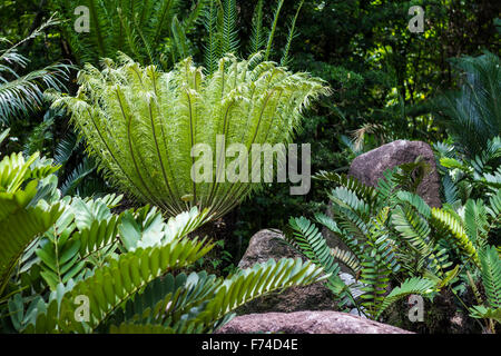 Jardin botanique de fougère à Singapour Banque D'Images