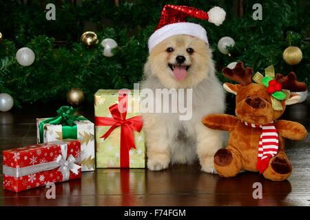 Chien Pomeranian wearing santa hat heureusement posés entre moose doll et des cadeaux de Noël Banque D'Images