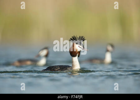 Un troupeau de grands grèbes huppés / Haubentaucher ( Podiceps cristatus ) nager dans la même direction. Banque D'Images