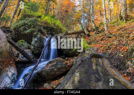 Chute d'automne au milieu de forêts Banque D'Images