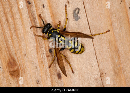 European paper wasp, Feldwespe Feldwespe Gallische, Französische, Polistes dominulus, Polistes dominula, Polistes gallicus Banque D'Images