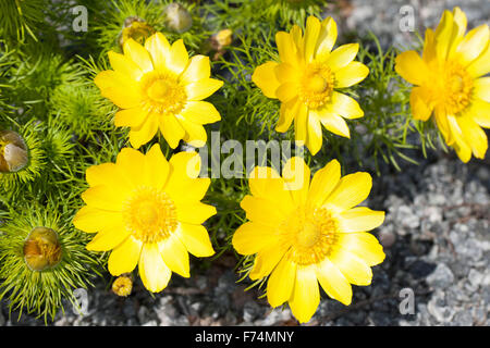 Spring pheasant's eye, jaune pheasant's eye, printemps, Frühlingsadonisröschen Frühlings-Adonisröschen, Adonis, Adonis vernalis Banque D'Images