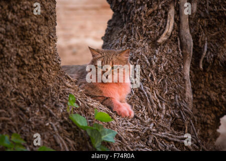 Chat rose au repos dans la médina de Marrakech Banque D'Images