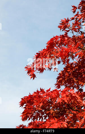 Acer rouge feuilles à l'automne contre un ciel bleu. Banque D'Images