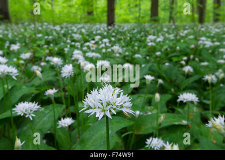 L'ail bois / ramsons / ail sauvage (Allium ursinum) forêt de hêtres en floraison au printemps Banque D'Images