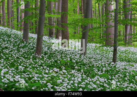 L'ail bois / ramsons / ail sauvage (Allium ursinum) forêt de hêtres en floraison au printemps Banque D'Images