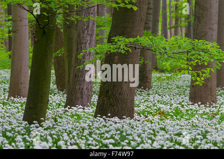 L'ail bois / ramsons / ail sauvage (Allium ursinum) forêt de hêtres en floraison au printemps Banque D'Images