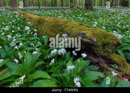 Couvert de mousse pourri tombé de billes et de l'ail / ramsons / ail sauvage (Allium ursinum) forêt de hêtres en floraison au printemps Banque D'Images