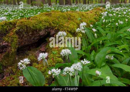 Couvert de mousse pourri tombé de billes et de l'ail / ramsons / ail sauvage (Allium ursinum) forêt de hêtres en floraison au printemps Banque D'Images