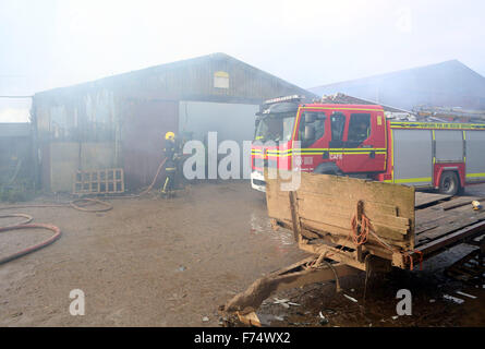 Fareham, Hampshire, Royaume-Uni. 25 novembre, 2015. Les équipes de pompiers de Fareham, Gosport et Hightown ont été appelés à un barn farm dans Brownwich Titchfield Lane en cet après-midi. Hampshire Fire and Rescue Service Watch Manager Ian Cambridge de Fareham dit 'Quand le premier équipage est allé(e) à la grange était bien allumée.' puis il a poursuivi en saluant les efforts de l'équipage et le dur travail qu'ils ont mis en pour arrêter l'incendie de se propager à d'autres deux granges attenantes. Un porteur d'eau a dû être appelé en raison du peu d'approvisionnement en eau dans la région. Credit : uknip/Alamy Live News Banque D'Images