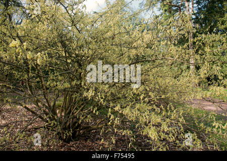 CORYLOPSIS SPICATA AUREA Banque D'Images