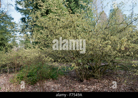 CORYLOPSIS SPICATA AUREA Banque D'Images