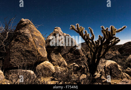 Rocky Chollo Cactus Banque D'Images