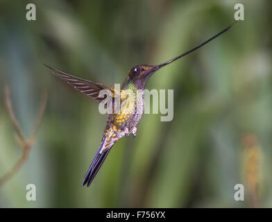 Épée-billed hummingbird en vol dans la réserve de Yanacocha, Equateur Banque D'Images