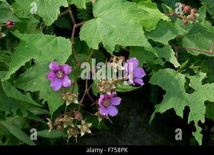 Framboise à fleurs pourpres ou à fleurs, framboise en fleur. Banque D'Images