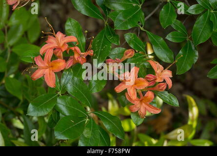 Azalea flamme, en fleurs. Appalaches, la Nouvelle Angleterre. Banque D'Images